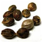 Семена марихуаны АК-47  (Seeds AK-47) в Вичуге